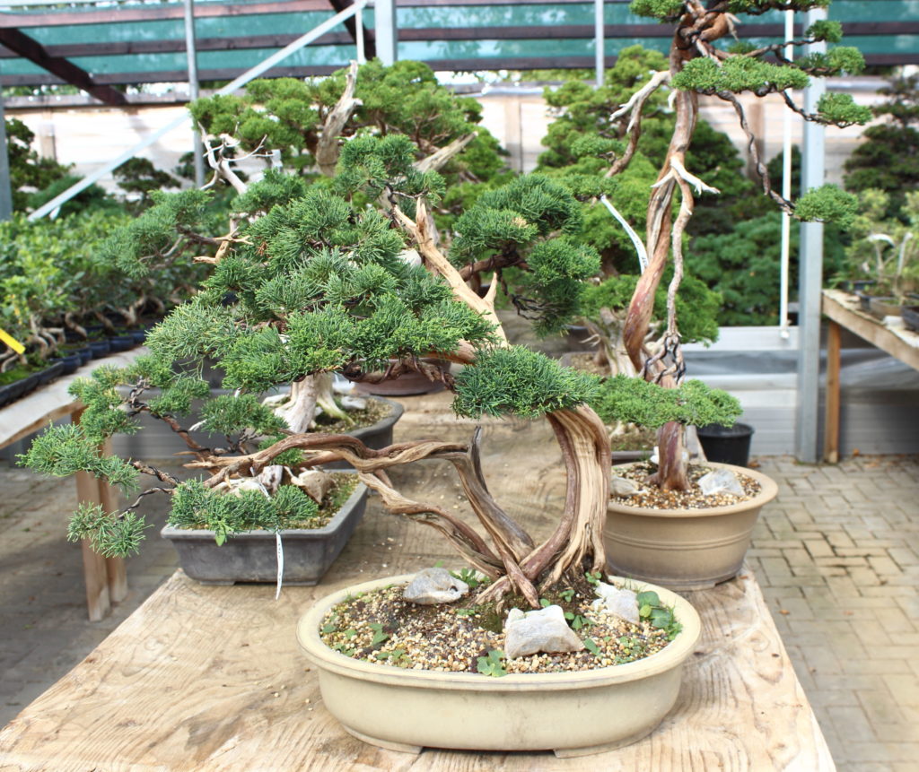 BONSAI ZENTRUM MÜNSTERLAND KLEINE BÄUME GANZ GROß! Zauberhaftes