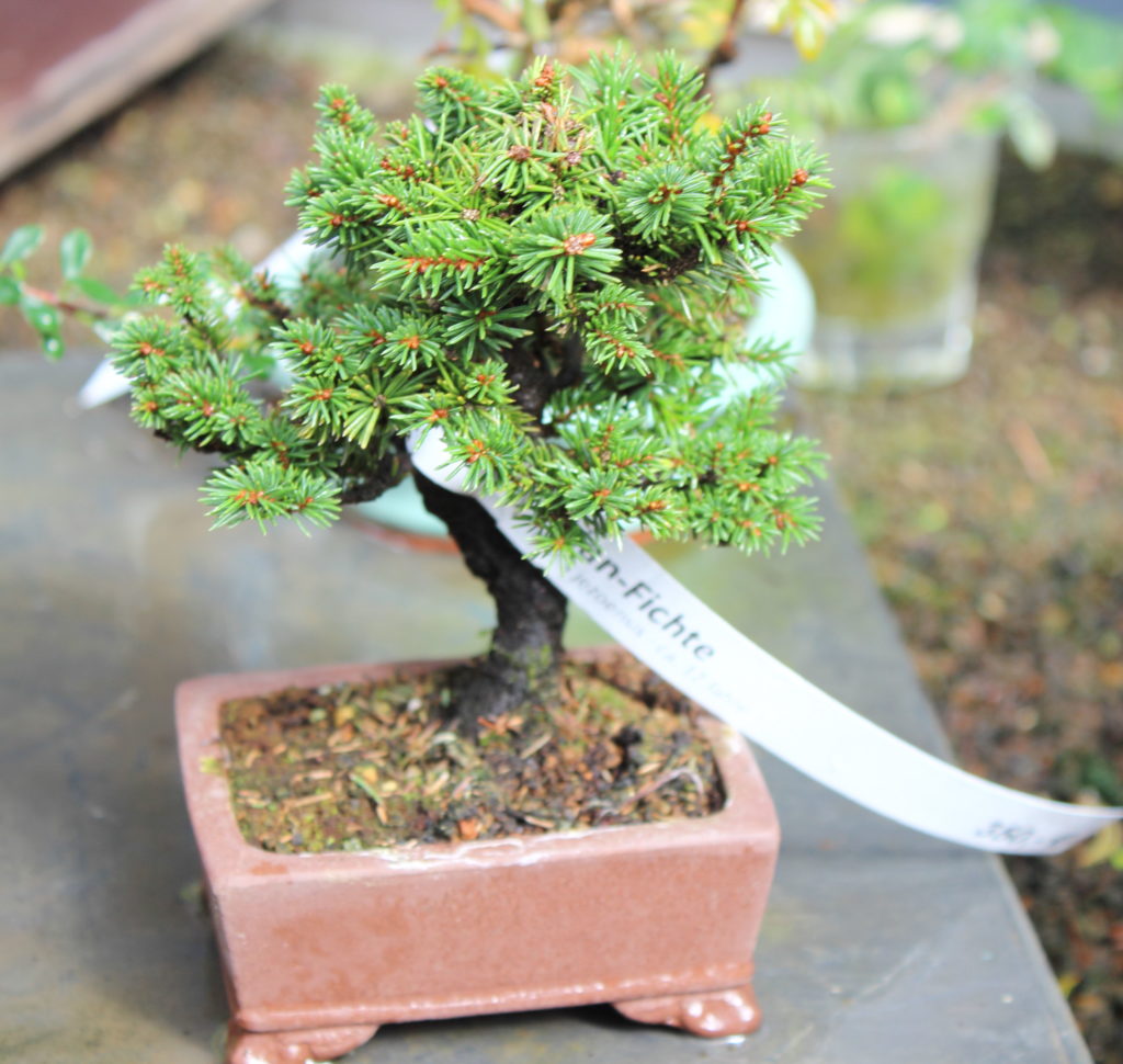BONSAI ZENTRUM MÜNSTERLAND KLEINE BÄUME GANZ GROß! Zauberhaftes