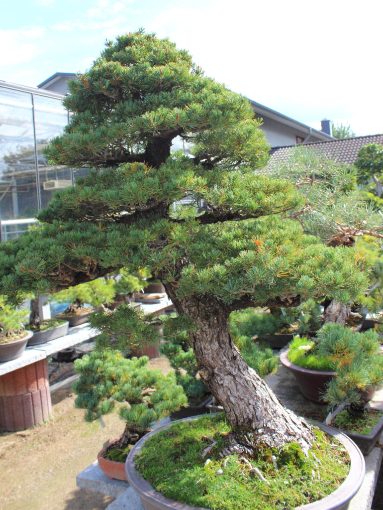 BONSAI ZENTRUM MÜNSTERLAND KLEINE BÄUME GANZ GROß! Zauberhaftes