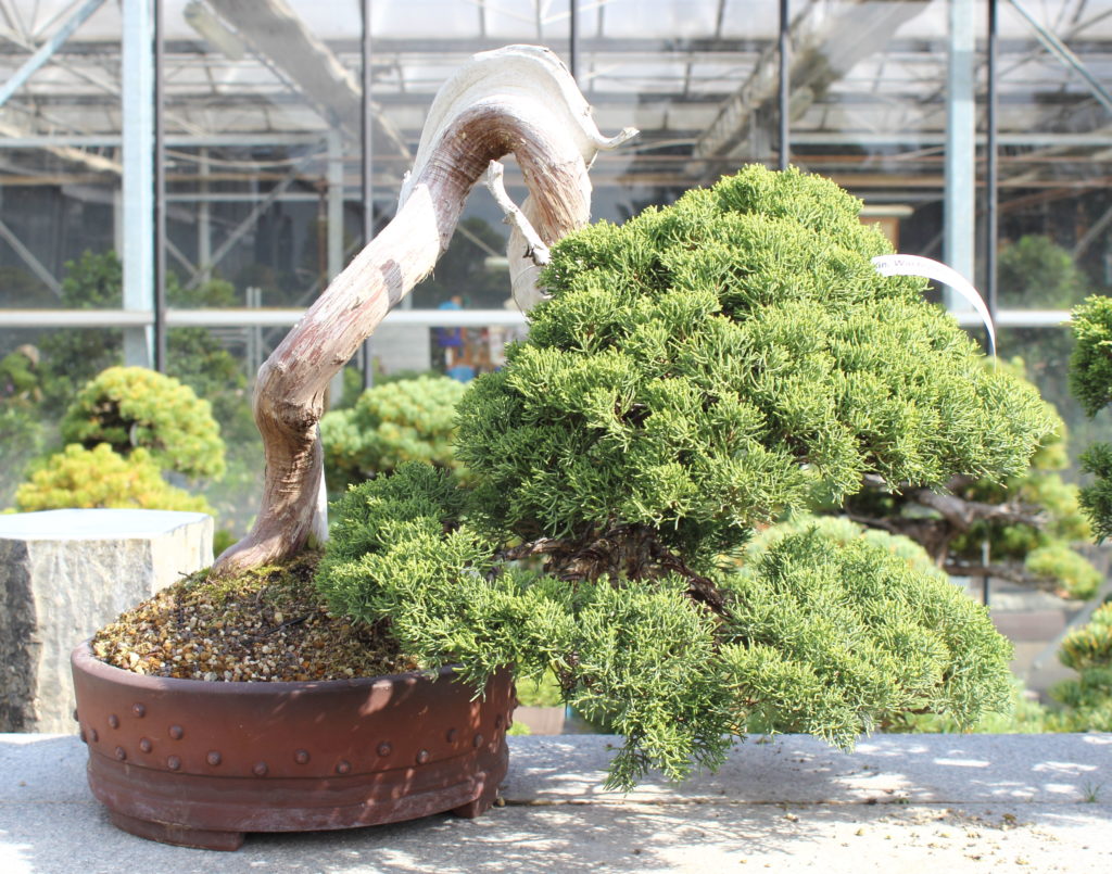 BONSAI ZENTRUM MÜNSTERLAND KLEINE BÄUME GANZ GROß! Zauberhaftes