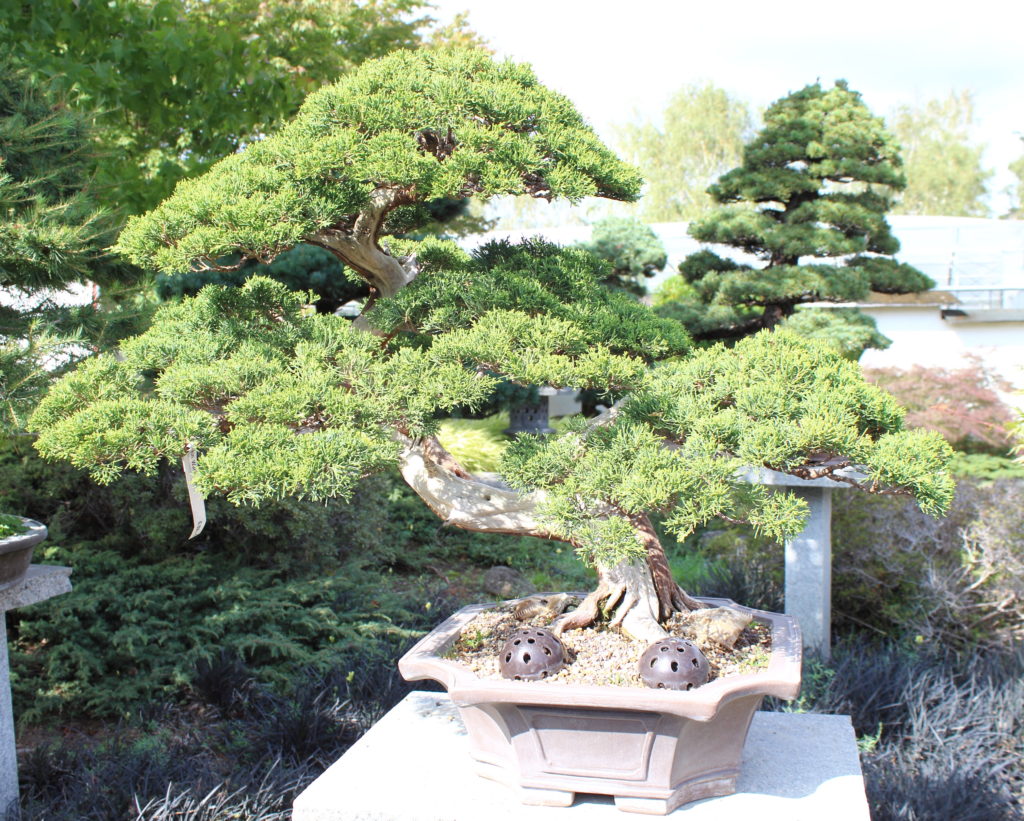BONSAI ZENTRUM MÜNSTERLAND KLEINE BÄUME GANZ GROß! Zauberhaftes